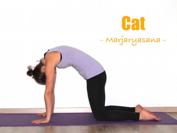 how to do cat cow pose